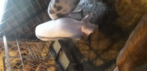 Vind 3 grasunei 60-70 kg.unul pt.rotisor cel alb.si 2 pt jngrasare - imagine 3