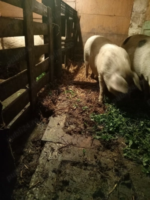 Disponibili 2 porci pentru Crăciun greutate între 80 și 100 de kg preț 15 lei kg  - imagine 2