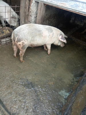 Disponibili 2 porci pentru Crăciun greutate între 80 și 100 de kg preț 15 lei kg 