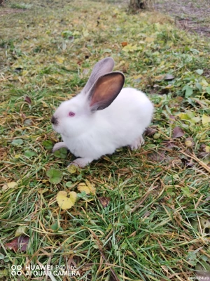 iepurasi urias de transilvania - imagine 2