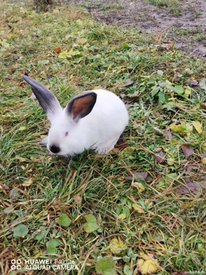 iepurasi urias de transilvania - imagine 3