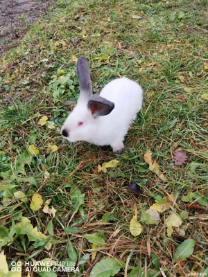 iepurasi urias de transilvania - imagine 5