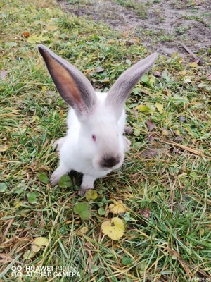 iepurasi urias de transilvania - imagine 4