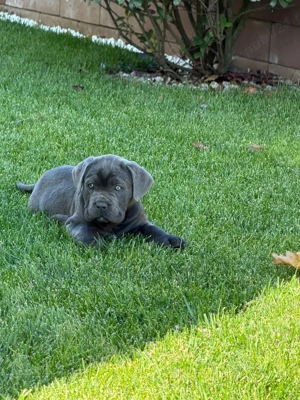 Vand catei Cane corso