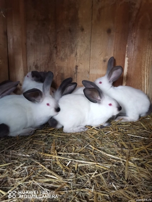 iepurasi urias de transilvania