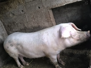 Porc de vanzare