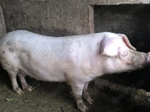 Porc de vanzare - imagine 2