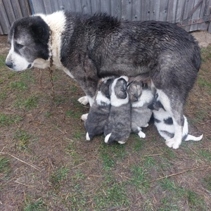 Căței de vânzare talie mare   - imagine 3