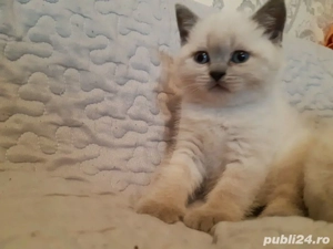 british shortair lila! - imagine 5