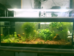 Acvarii de diferite marimi de vanzare - imagine 3