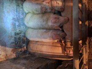 Porci de vanzare - imagine 5