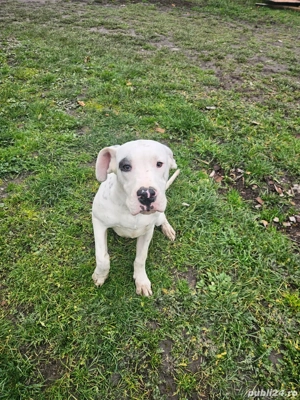 pui dog argentinian  - imagine 2