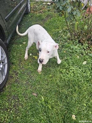 pui dog argentinian  - imagine 3