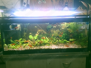 Acvarii de diferite marimi de vanzare - imagine 2