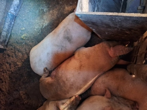 Porci de vanzare - imagine 2