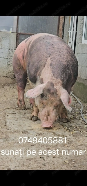 Cel mai mare porc din Galati 