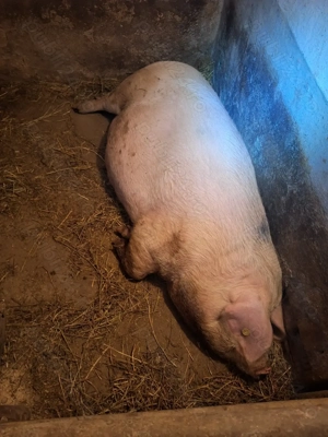 Porci de vanzare - imagine 4