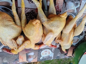 Vând găini de țară.  - imagine 4