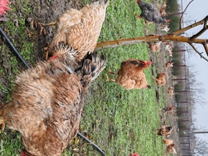 Vând găini de țară.  - imagine 3