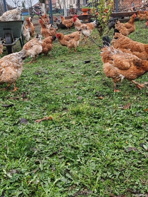 Vând găini de țară.  - imagine 2