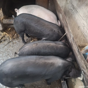 porci de casă 