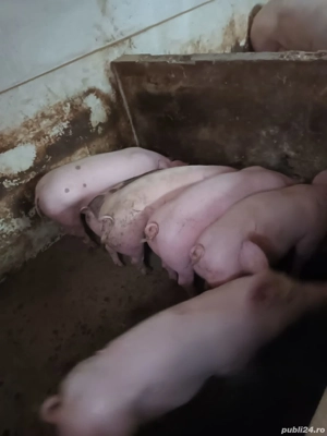 porci de vânzare  - imagine 3