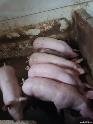 porci de vânzare  - imagine 2