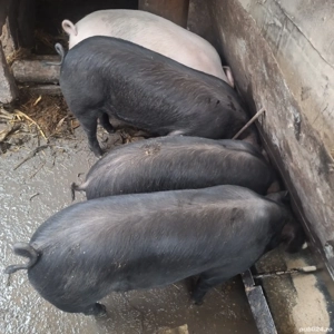 porci de casă  - imagine 2