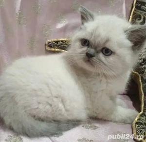 british shorthair blue point!