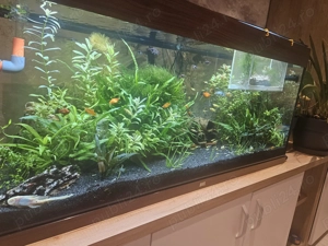 Acvarii de diferite marimi de vanzare