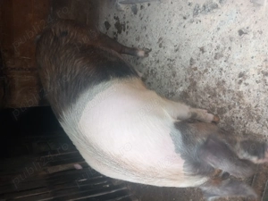 Purcea de vanzare - imagine 3