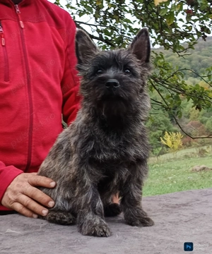 Cairn terrier disponibili - imagine 2