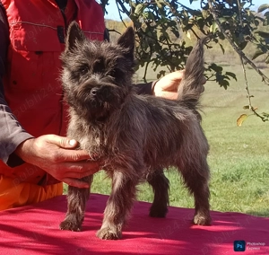 Cairn terrier disponibili - imagine 3
