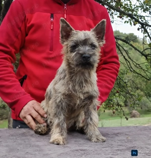 Cairn terrier disponibili - imagine 5
