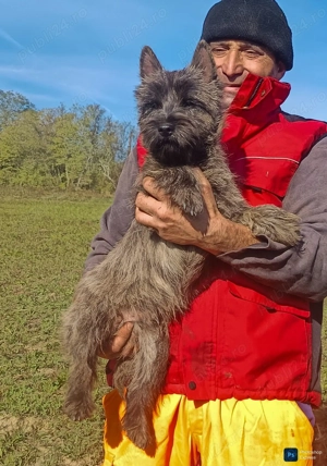 Cairn terrier disponibili - imagine 4