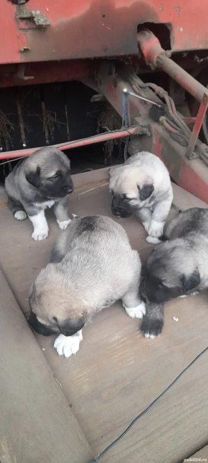 vand 4 catelusi ciobanesc caucazian - imagine 4