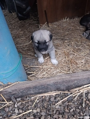 vand 4 catelusi ciobanesc caucazian - imagine 2