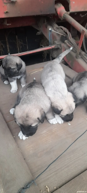 vand 4 catelusi ciobanesc caucazian - imagine 3