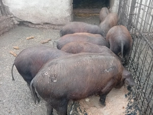 Vând șoldani - imagine 2