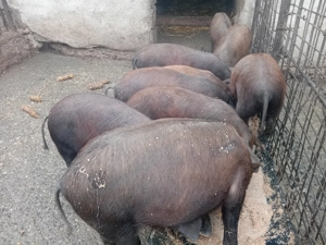 Vând șoldani - imagine 3