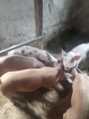 Purcei de vanzare - imagine 2