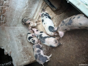 grasuni de vânzare  - imagine 2