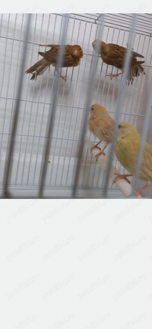 Vand canari de cantec - imagine 2