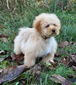 vand catei Maltipoo toy si mini toy - imagine 3