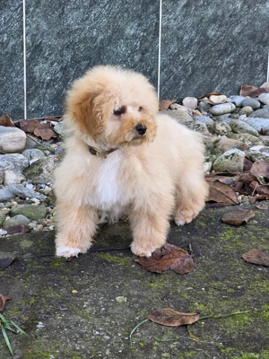 vand catei Maltipoo toy si mini toy - imagine 5