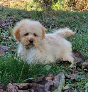 vand catei Maltipoo toy si mini toy - imagine 4