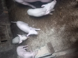 Purcei  de vanzare intarcati vârsta 2luni - imagine 2