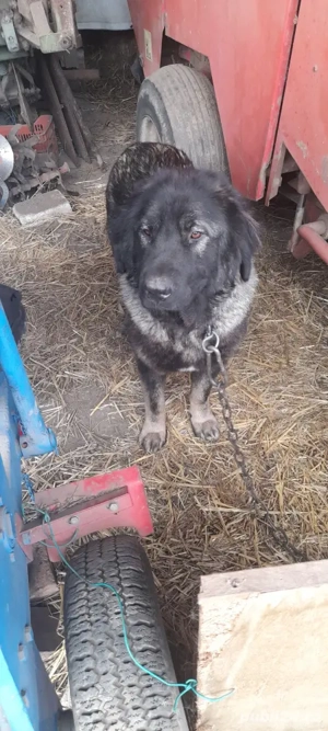 vand 4 catelusi ciobanesc caucazian - imagine 5