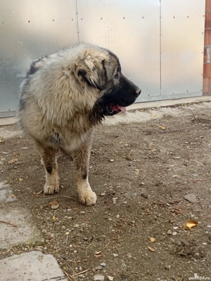 câini caucazieni - imagine 3