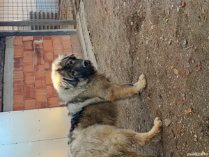 câini caucazieni - imagine 2